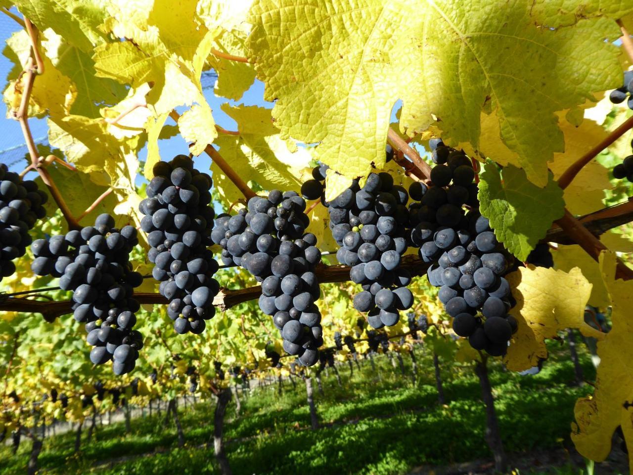 Grey Ridge Vineyard Experience Bed & Breakfast Alexandra Bagian luar foto